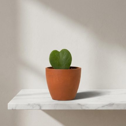 Mini For My Sweetheart Hoya Plant 1