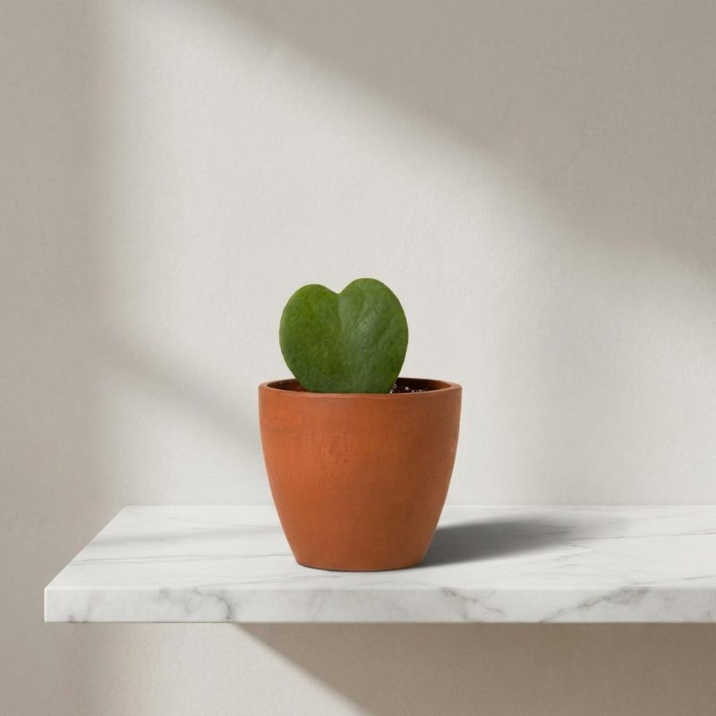Mini For My Sweetheart Hoya Plant 1