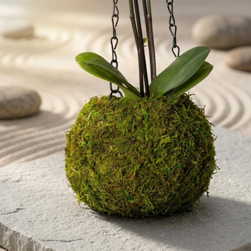 Stunning Hanging Orchid In Moss Covered Vase 1