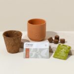 Eco-friendly Catnip Terracotta Grow Kit 2