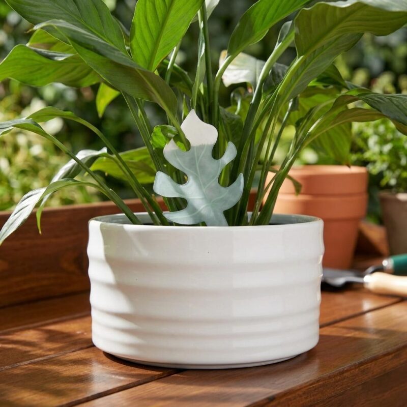 Eco-friendly Color-changing Plant Moisture Indicator Set