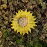 Handcrafted Ceramic Yellow Sunflower Butterfly Feeder