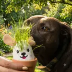 It’s Sprouting Cats & Dogs, 2 Grow Kits (2)