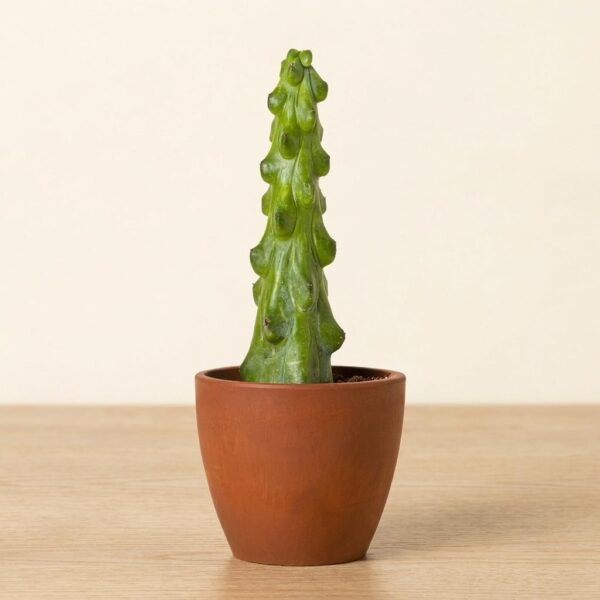 Sculptural Boobie Cactus Plant